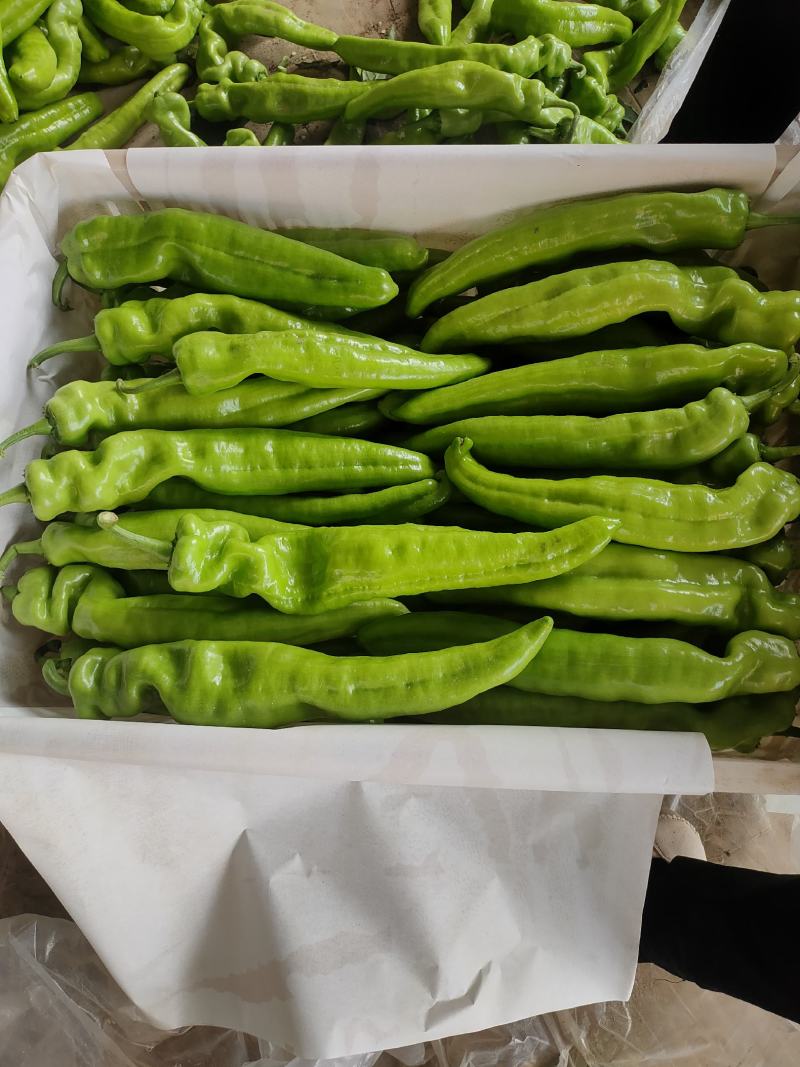 尖椒！高品质尖椒！供应各大市场，商超，电商