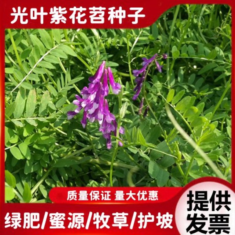 毛苕子绿肥光叶紫花苕种子果园绿肥种子改善土壤箭舌豌豆