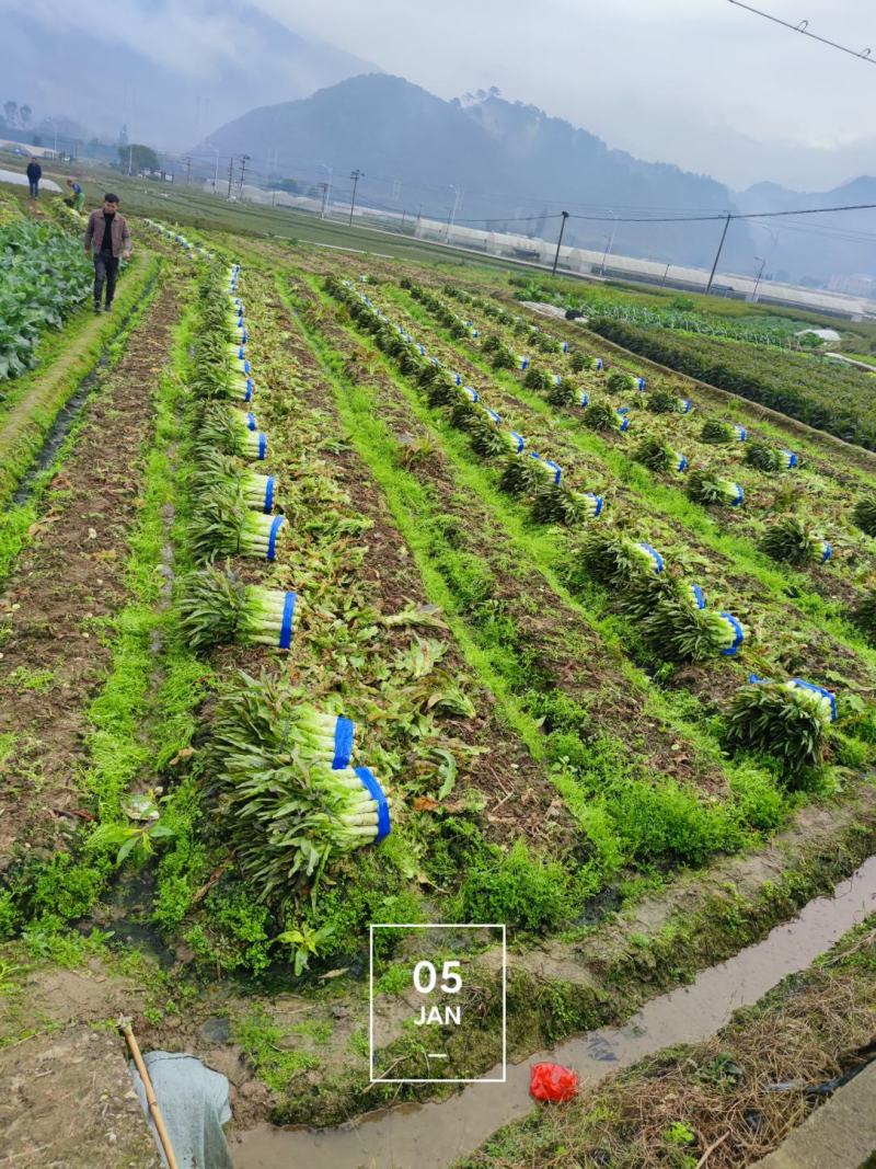 福建三明市永安市红叶香莴笋，青叶香莴笋。