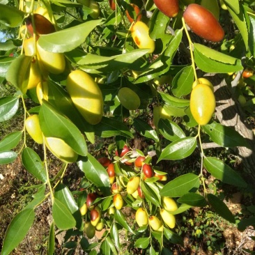 山地马牙枣，甜又脆，我干代收10多年经验，有需要的联系我