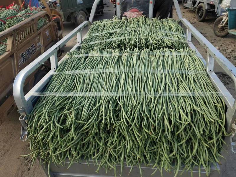 缸豆，十八豆，长豆角紫光园茄，尖椒，青椒，线椒西红柿