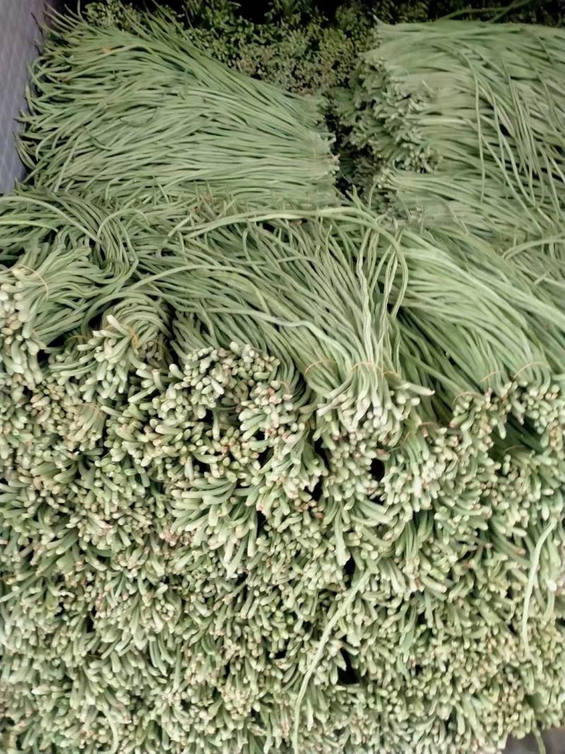 缸豆，十八豆，长豆角紫光园茄，尖椒，青椒，线椒西红柿