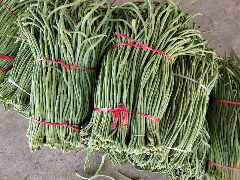 缸豆，十八豆，长豆角紫光园茄，尖椒，青椒，线椒西红柿