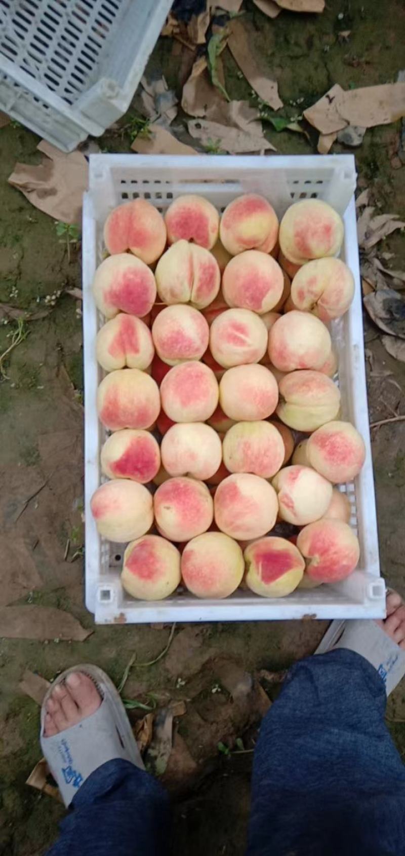 千亩桃园基地永连蜜桃大量上市中有需要联系我