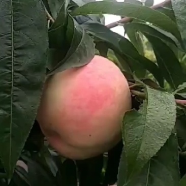 千亩桃园基地永连蜜桃大量上市中有需要联系我