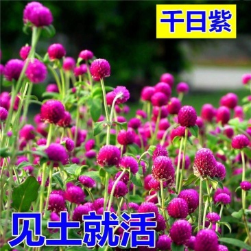 千日粉千日白千日紫千日红种子耐旱四季花种子庭院易种花籽