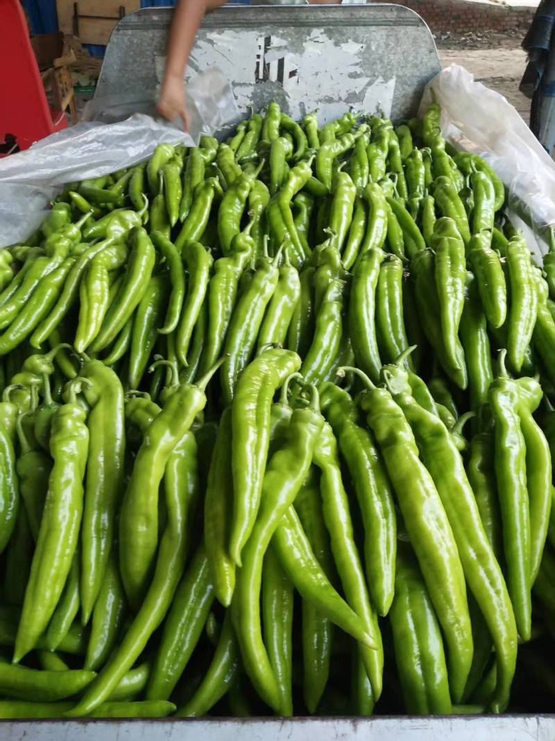 尖椒175，1.8..177等等，螺丝椒，黑线椒，青椒，