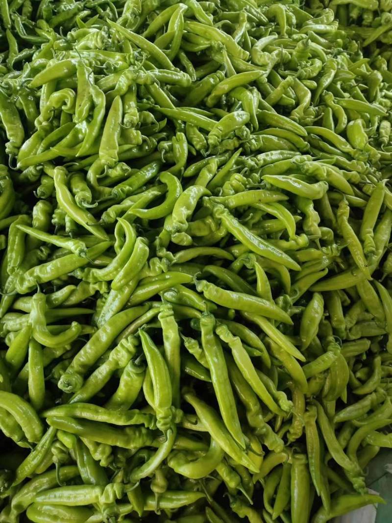 尖椒175，1.8..177等等，螺丝椒，黑线椒，青椒，