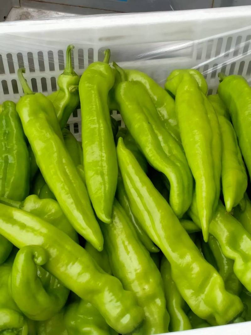 尖椒175，1.8..177等等，螺丝椒，黑线椒，青椒，