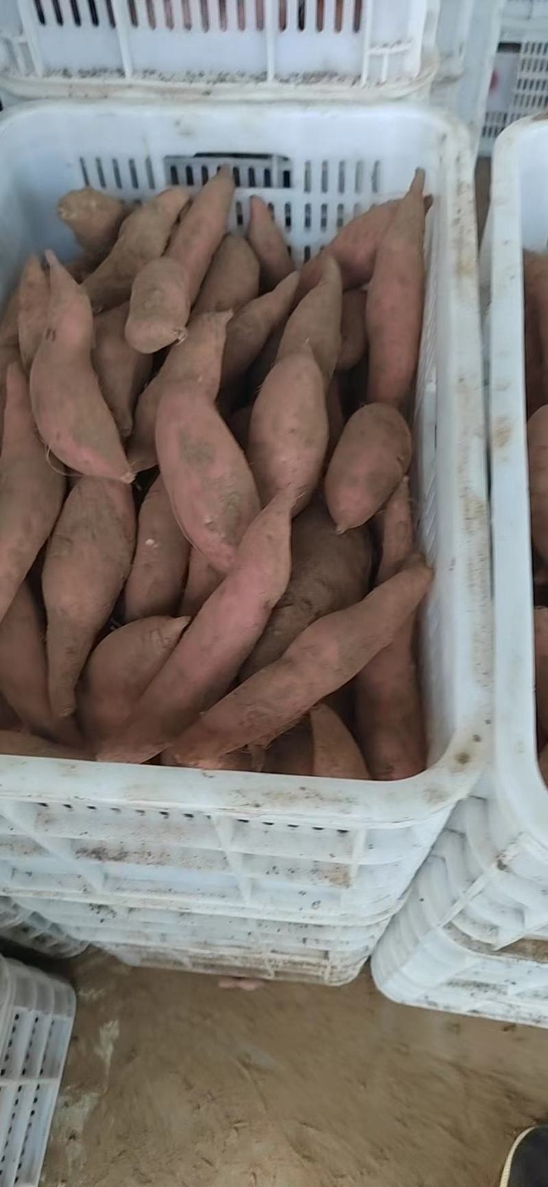 河北沧州献县龙薯九红薯批量上市中，走过路过不要错过哦