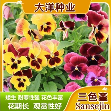 三色堇种子猫儿脸蝴蝶花种籽角堇耐寒花卉盆栽庭院花坛