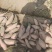 河北沧州献县龙薯九红薯批量上市中，走过路过不要错过哦