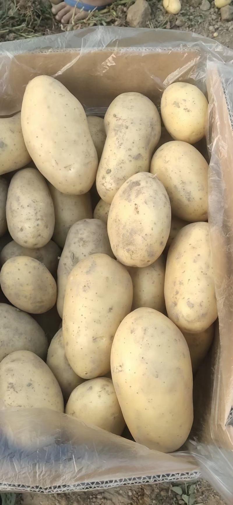 云南丽江黄心薯、丽薯6号大量上市，自有种植基地