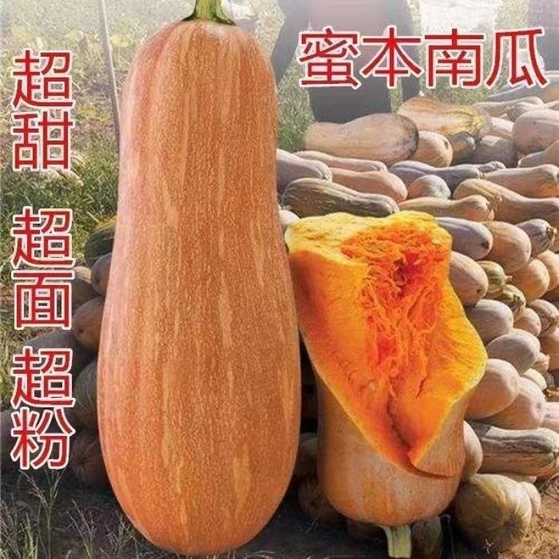 【推荐】蜜本南瓜精品金韩密本南瓜早熟王中王货源充足