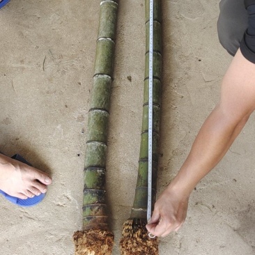大量毛竹兜出售大量漂亮老竹兜