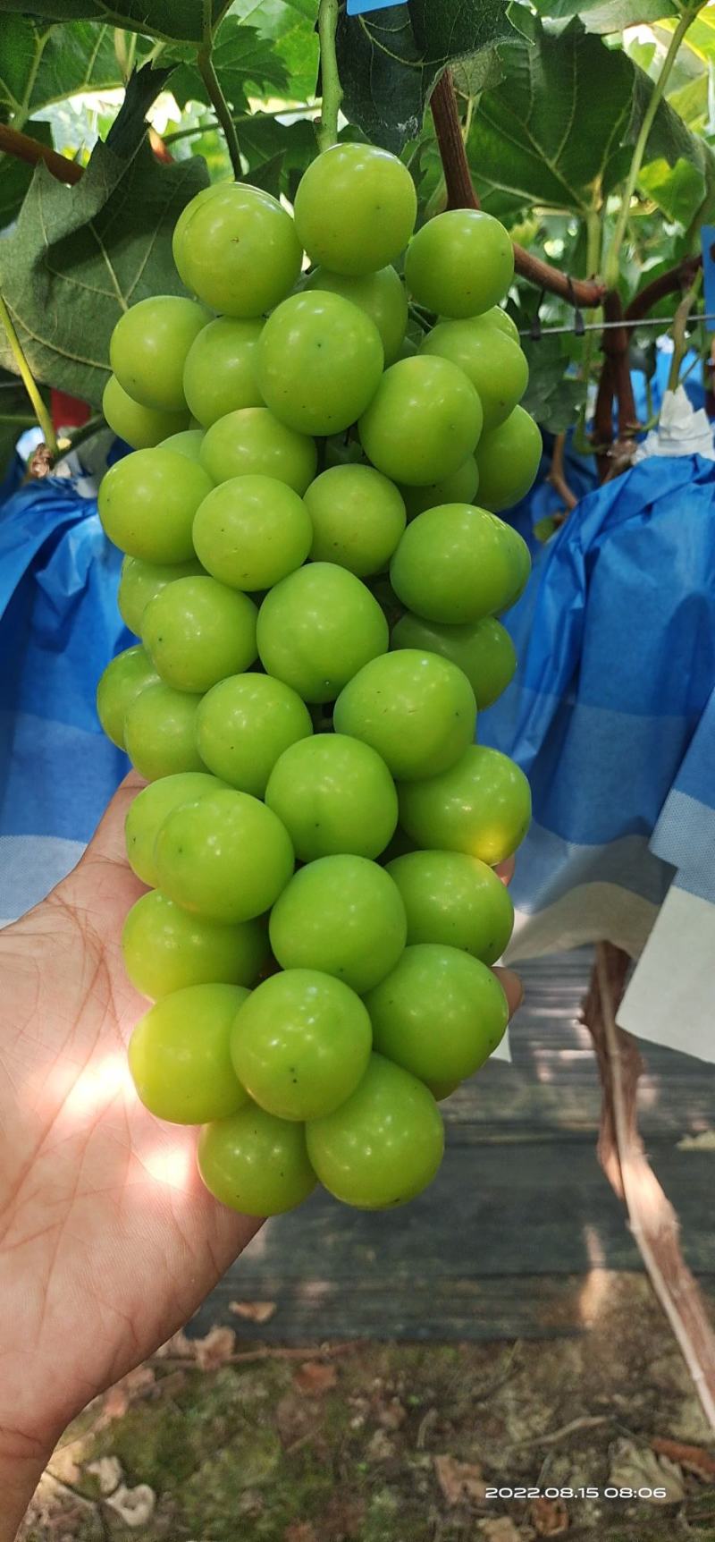 【精品推荐】青岛阳光玫瑰产地直发！一手货源
