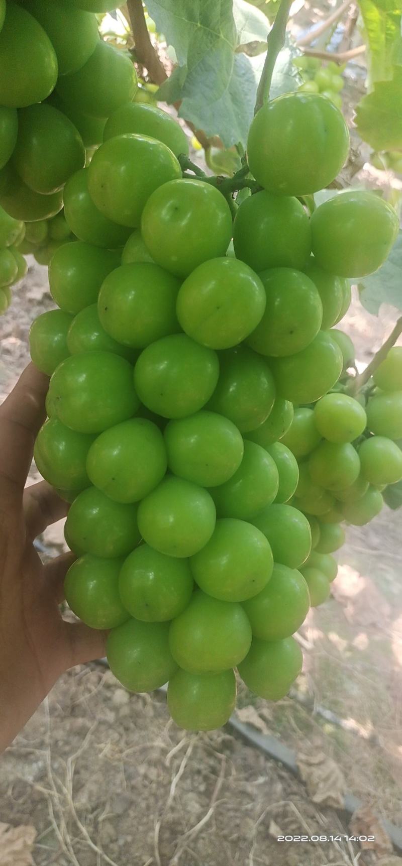 【精品推荐】青岛阳光玫瑰产地直发！一手货源