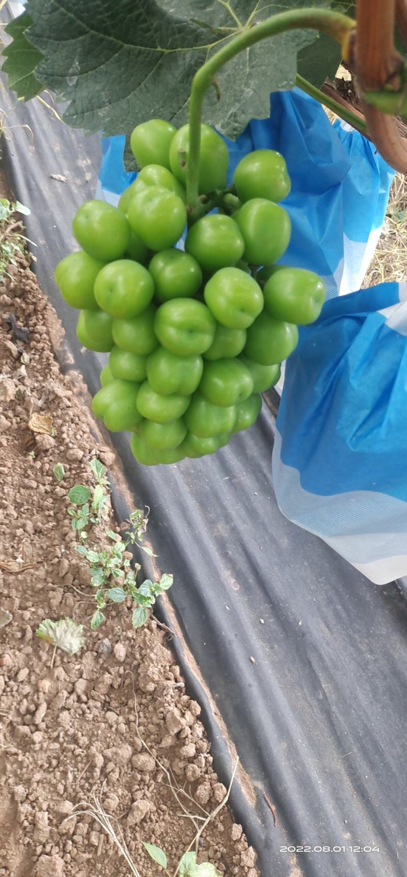 【精品推荐】青岛阳光玫瑰产地直发！一手货源