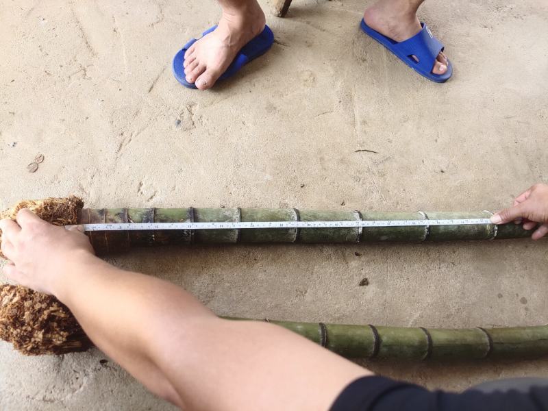大量毛竹兜出售大量漂亮老竹兜