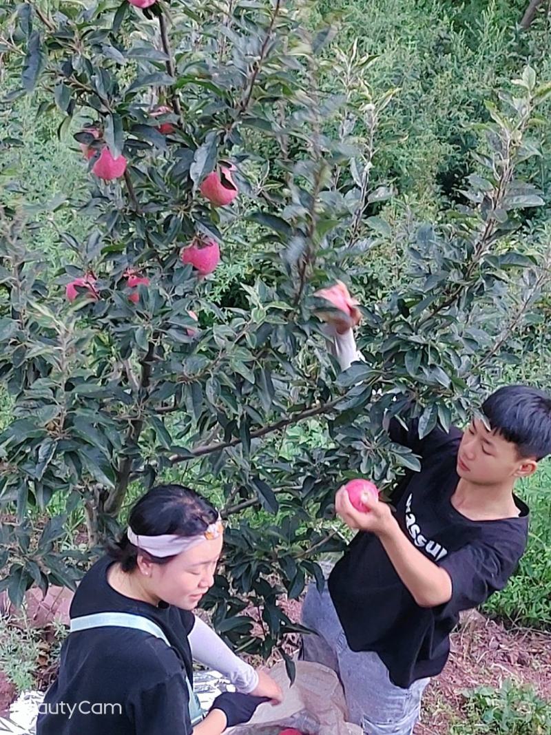 欢迎各位老板的光临，昭通新红星苹果已上市。