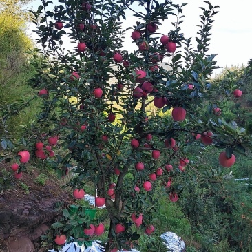 欢迎各位老板的光临，昭通新红星苹果已上市。