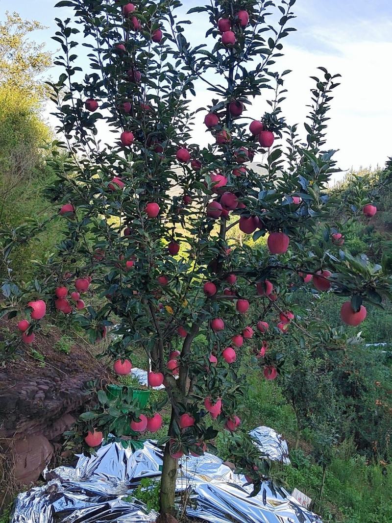 欢迎各位老板的光临，昭通新红星苹果已上市。