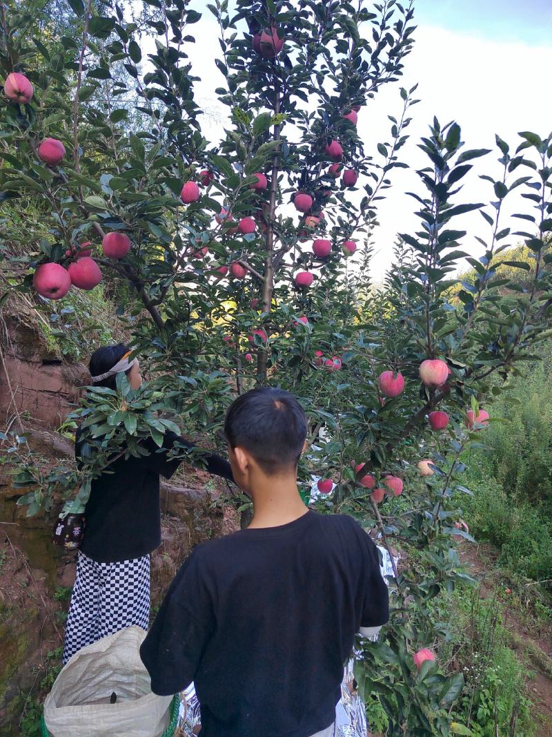 欢迎各位老板的光临，昭通新红星苹果已上市。