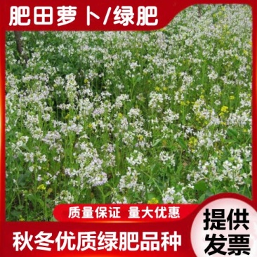 果园绿肥专用肥田萝卜种子满园花茹菜种籽增肥土壤抑制杂草