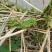 棉蝗登倒山蚂蚱