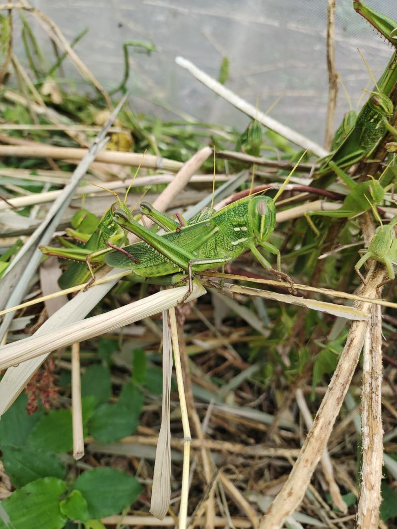 棉蝗登倒山蚂蚱
