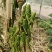 棉蝗登倒山蚂蚱