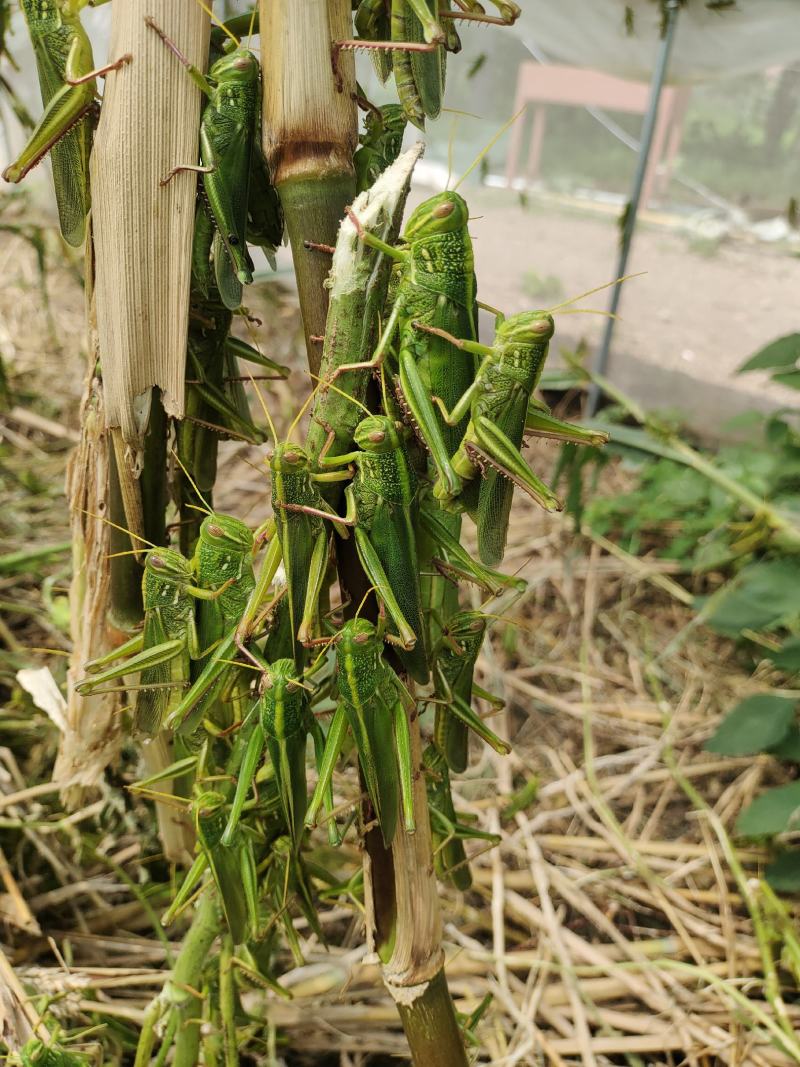 棉蝗登倒山蚂蚱