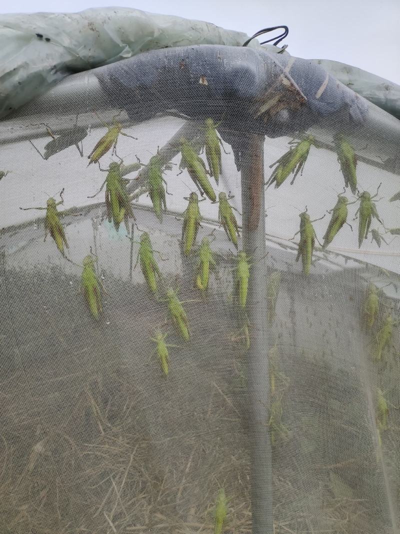 棉蝗登倒山蚂蚱