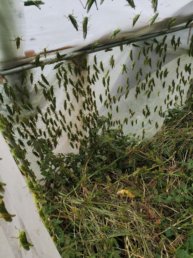 棉蝗登倒山蚂蚱