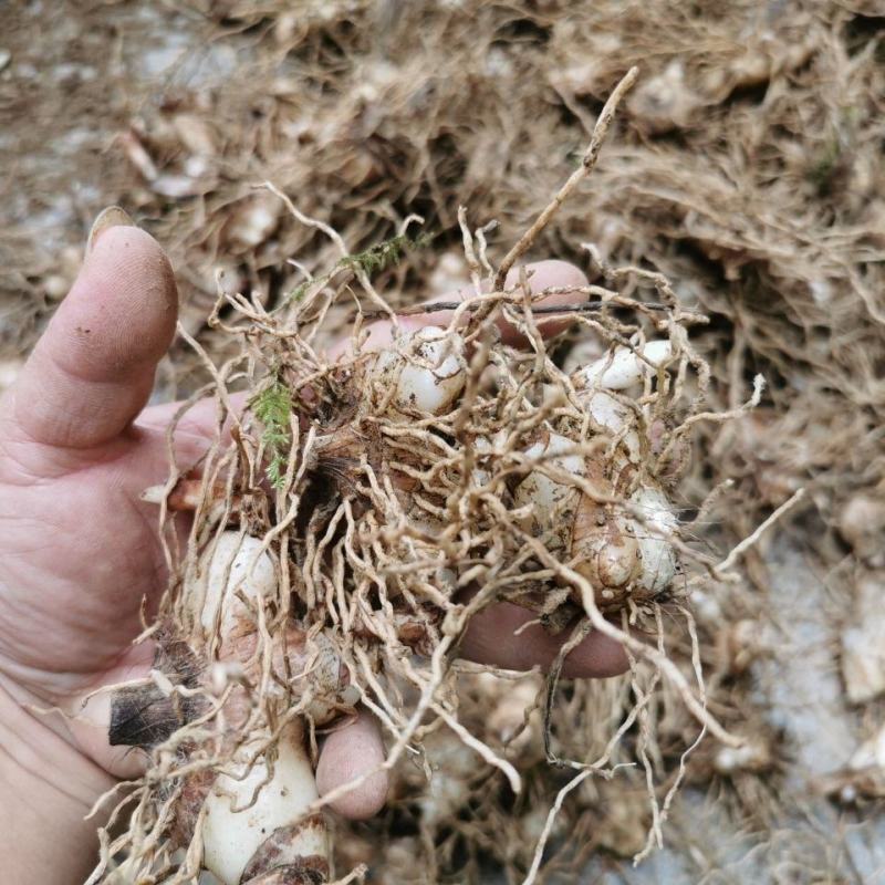 白芨新鲜芽头块茎选货可种植三叉紫花白芨新鲜块茎现挖现