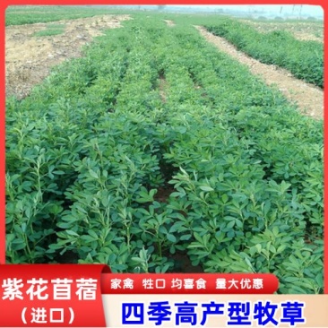 紫花苜蓿种子多年生苜蓿种子四季高产猪牛羊鸡鱼牧草绿肥蜜源