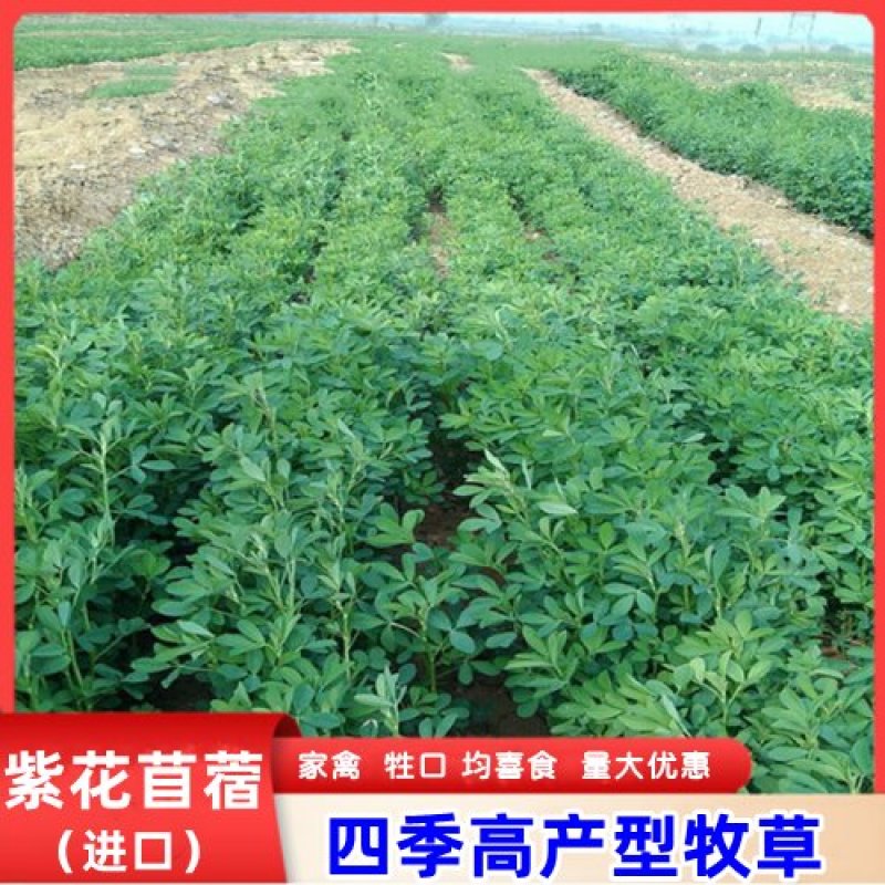 紫花苜蓿种子多年生苜蓿种子四季高产猪牛羊鸡鱼牧草绿肥蜜源