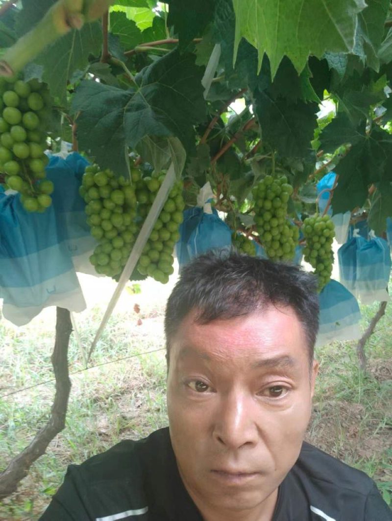 陕西渭南阳光玫瑰葡萄一件代发包邮包售后量大会员更实惠优惠