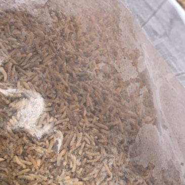 冻干无菌蝇蛆（南美白对虾、金刚虾、班节虾、昆虫饵料）