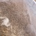 冻干无菌蝇蛆（南美白对虾、金刚虾、班节虾、昆虫饵料）