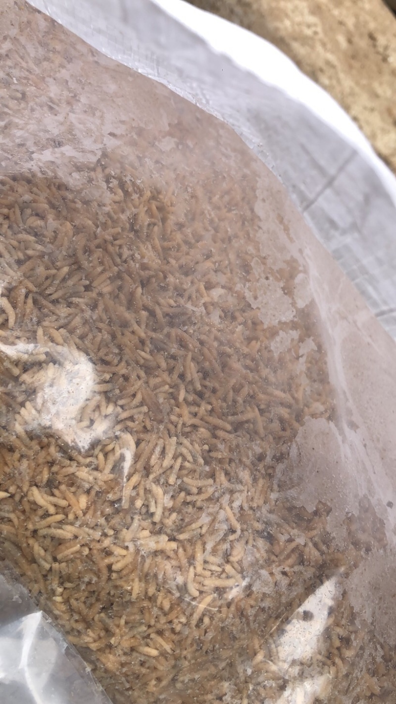冻干无菌蝇蛆（南美白对虾、金刚虾、班节虾、昆虫饵料）
