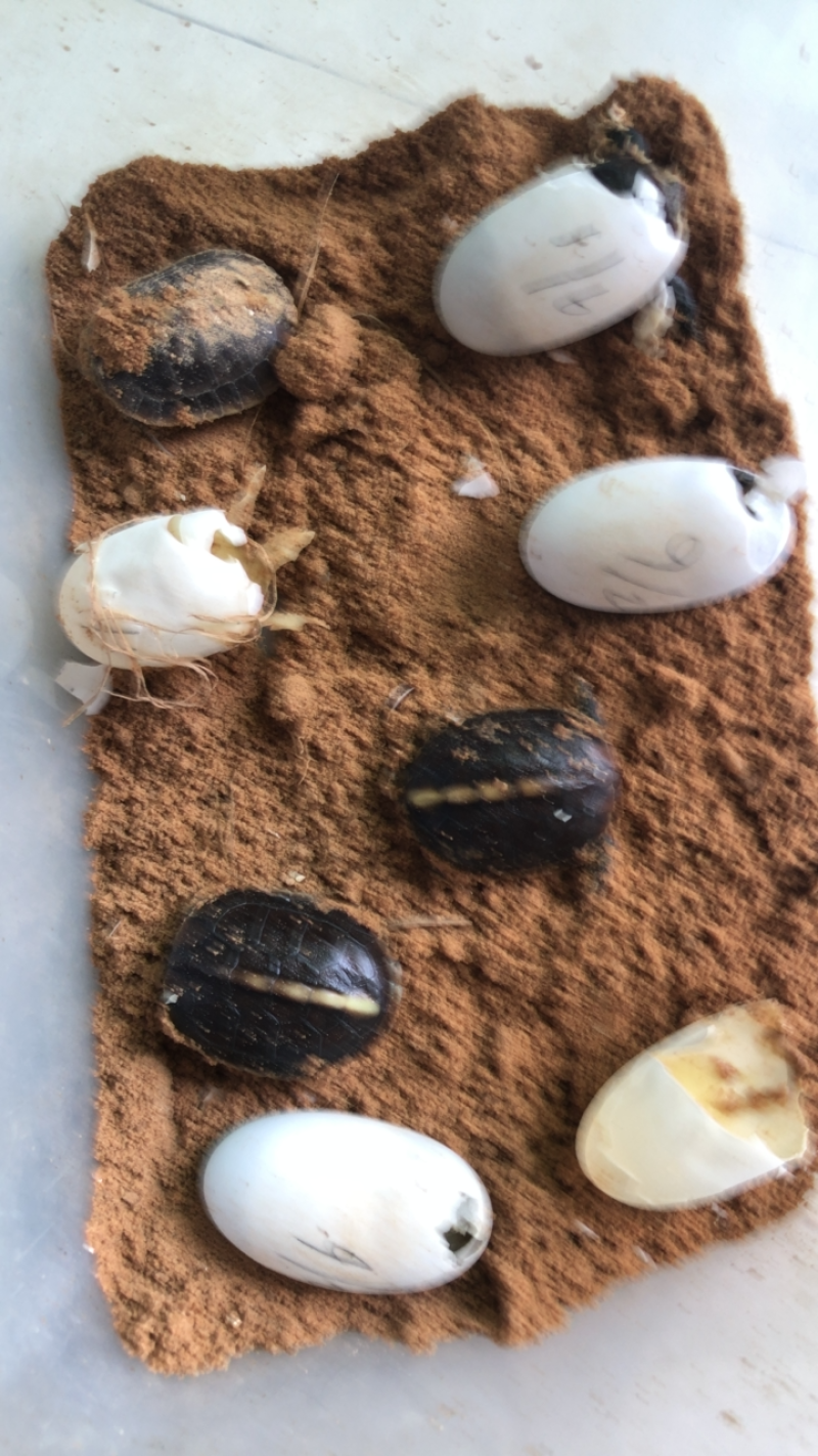 黄缘