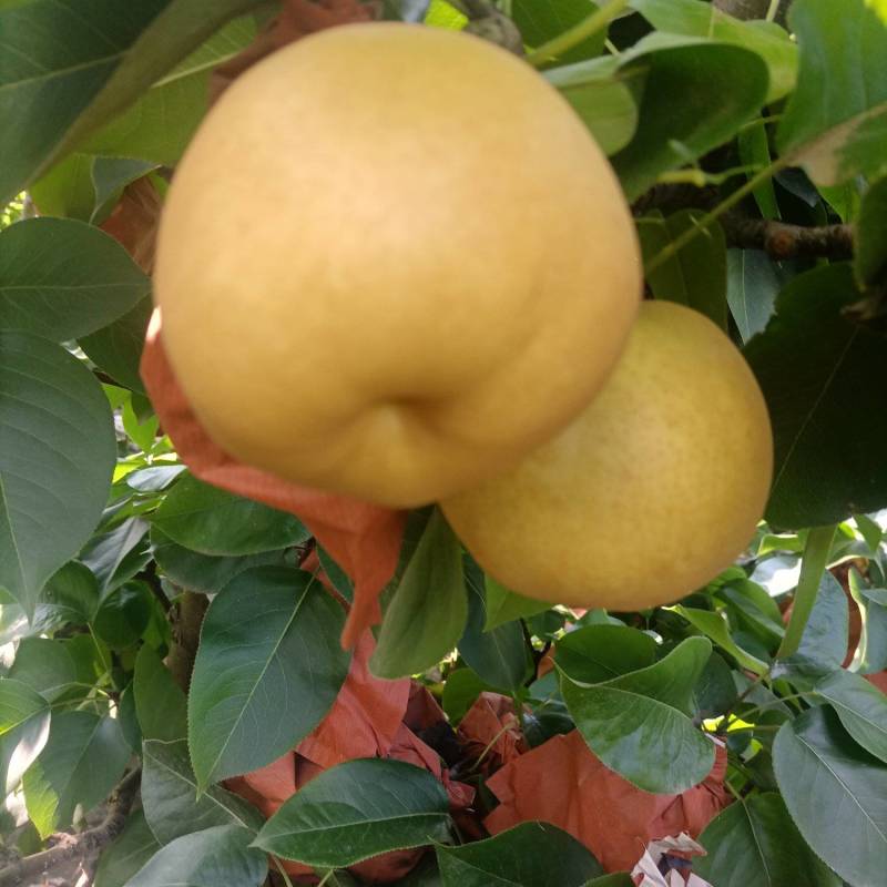 丰水梨