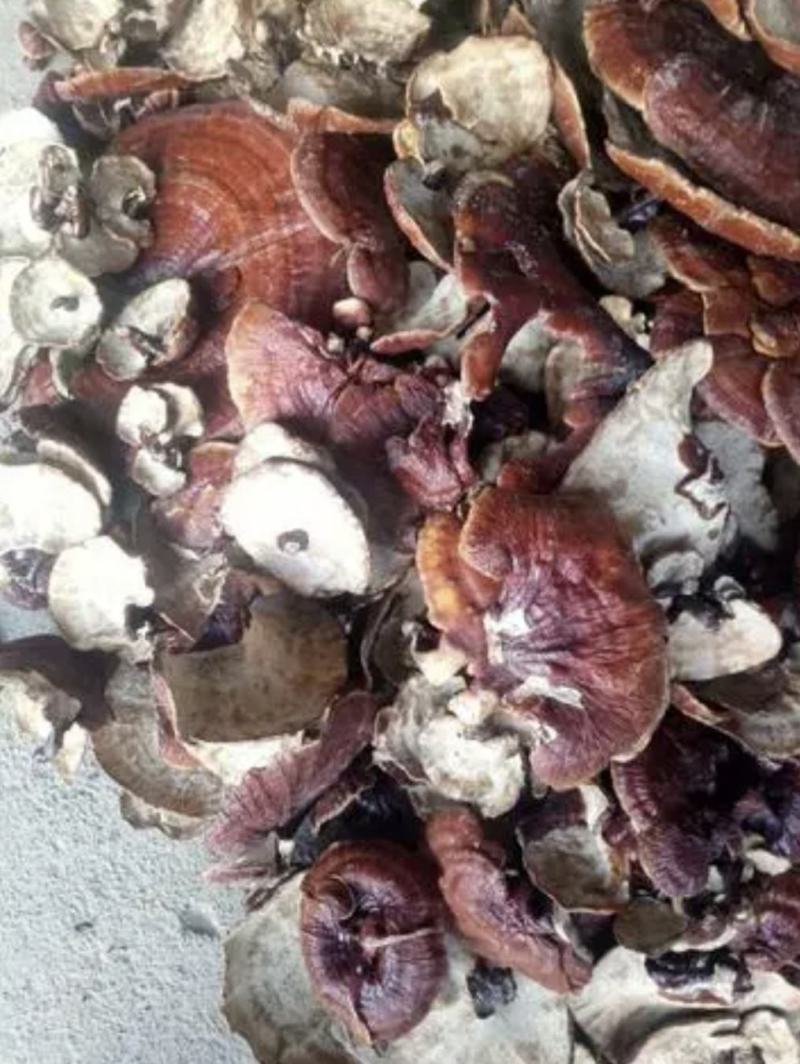 红灵芝，又名赤灵芝，广西省百色市本地野生货源欢迎联系