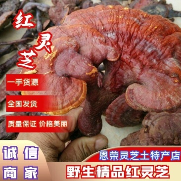 红灵芝，又名赤灵芝，广西省百色市本地野生货源欢迎联系