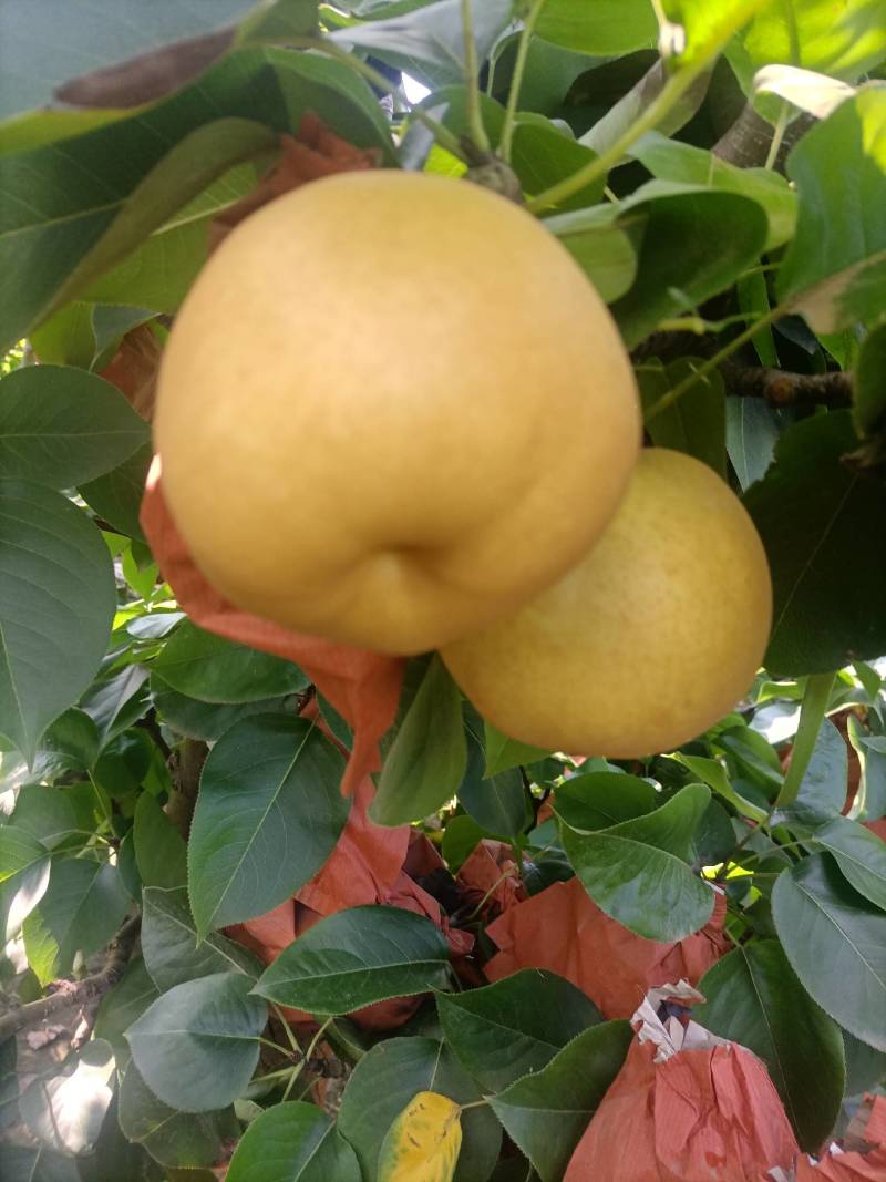 韩系新高梨