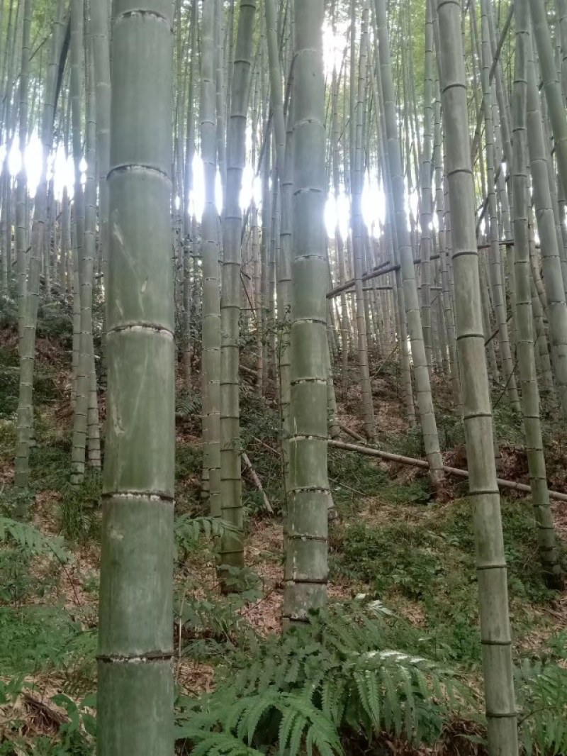 毛竹、楠竹三至十年以上，货源充足诚信经营