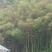 毛竹、楠竹三至十年以上，货源充足诚信经营