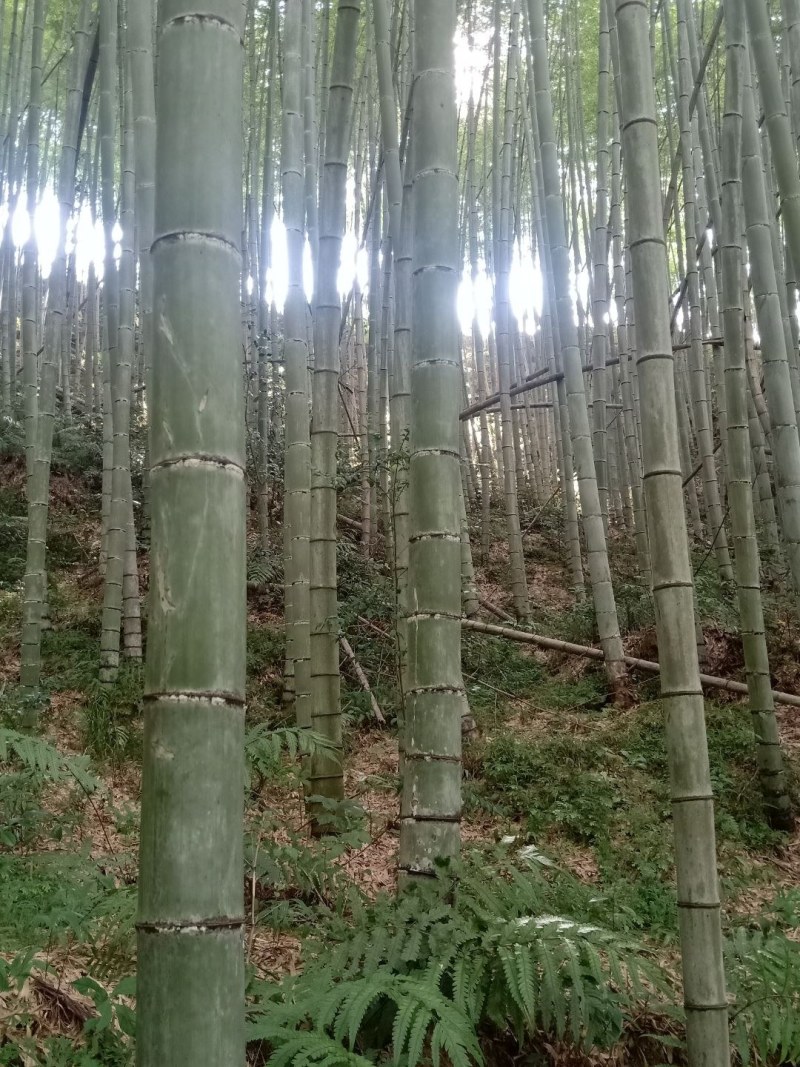 毛竹、楠竹三至十年以上，货源充足诚信经营