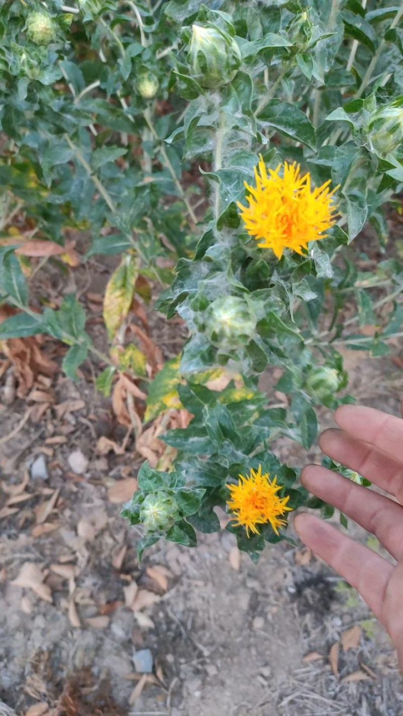 红花头红花果泡水橙菠萝产地直销批发零售